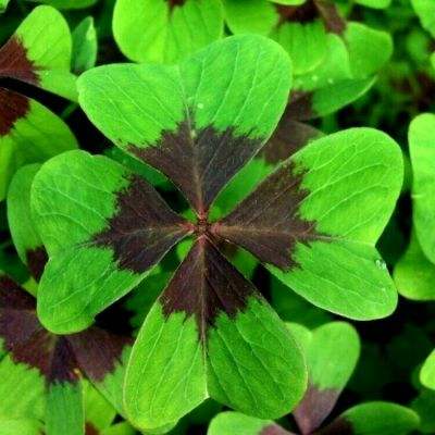 打扑克下载软件